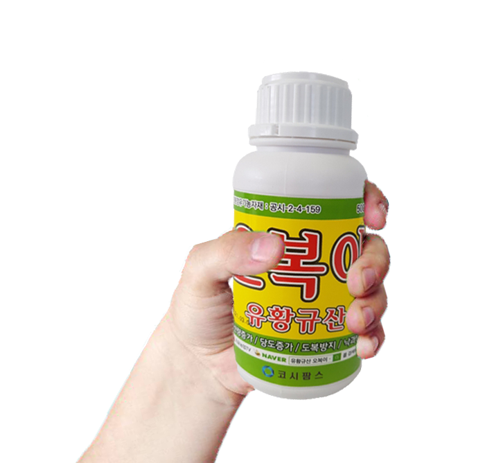 유황규산오복이